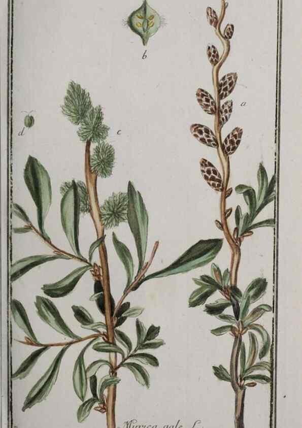 Reproducción/Reproduction 47179376751: Icones plantarum medicinalium.. Nürnberg :auf Kosten der Raspischen Buchhandlung,1779-1790. 
