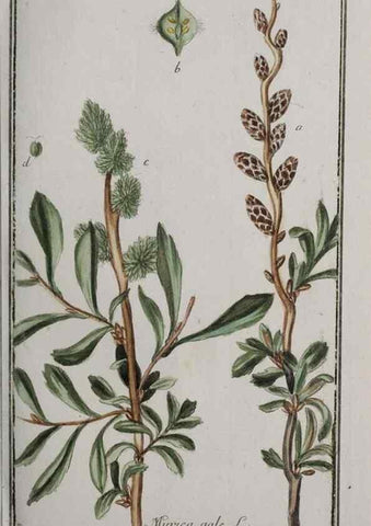 Reproducción/Reproduction 47179376751: Icones plantarum medicinalium.. Nürnberg :auf Kosten der Raspischen Buchhandlung,1779-1790. 