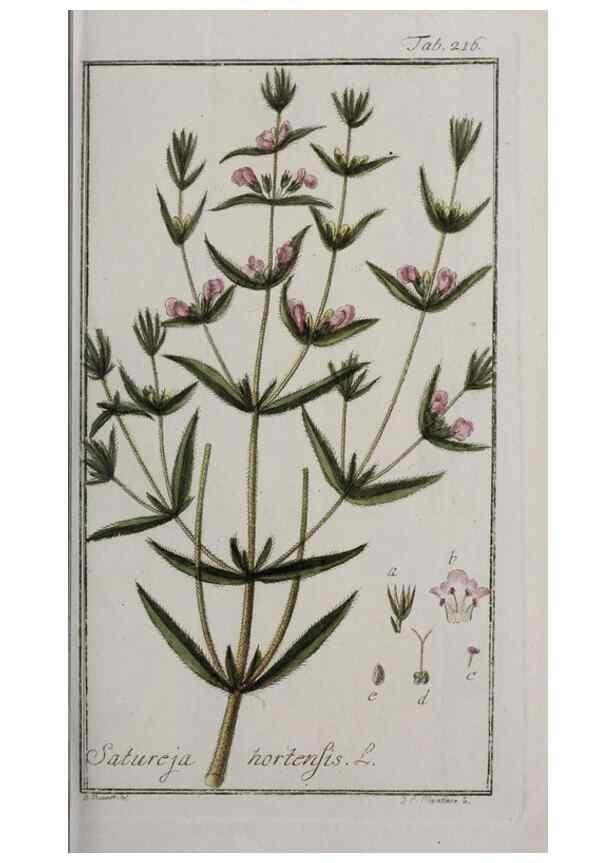 Reproducción/Reproduction 32237614247: Icones plantarum medicinalium.. Nürnberg :auf Kosten der Raspischen Buchhandlung,1779-1790. 