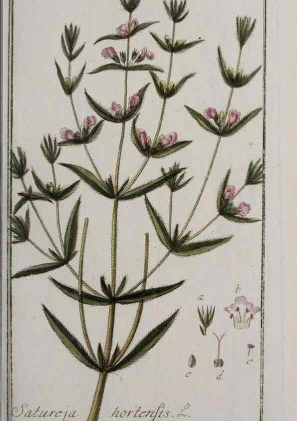 Reproducción/Reproduction 32237614247: Icones plantarum medicinalium.. Nürnberg :auf Kosten der Raspischen Buchhandlung,1779-1790. 