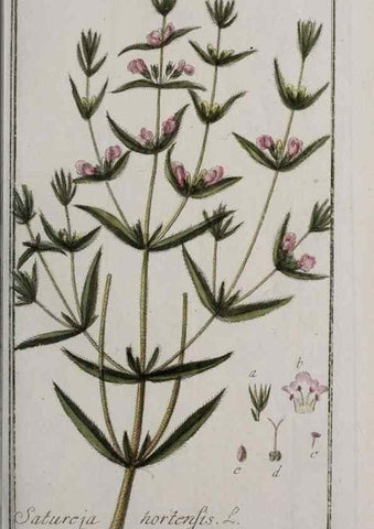 Reproducción/Reproduction 32237614247: Icones plantarum medicinalium.. Nürnberg :auf Kosten der Raspischen Buchhandlung,1779-1790. 