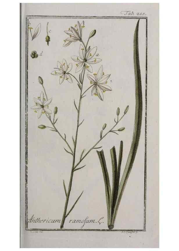 Reproducción/Reproduction 33304128868: Icones plantarum medicinalium.. Nürnberg :auf Kosten der Raspischen Buchhandlung,1779-1790. 