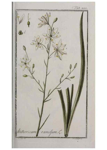 Reproducción/Reproduction 33304128868: Icones plantarum medicinalium.. Nürnberg :auf Kosten der Raspischen Buchhandlung,1779-1790. 