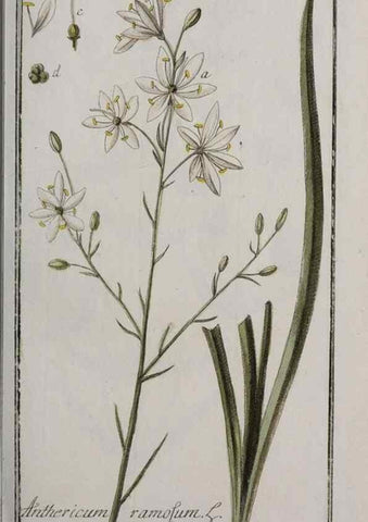 Reproducción/Reproduction 33304128868: Icones plantarum medicinalium.. Nürnberg :auf Kosten der Raspischen Buchhandlung,1779-1790. 