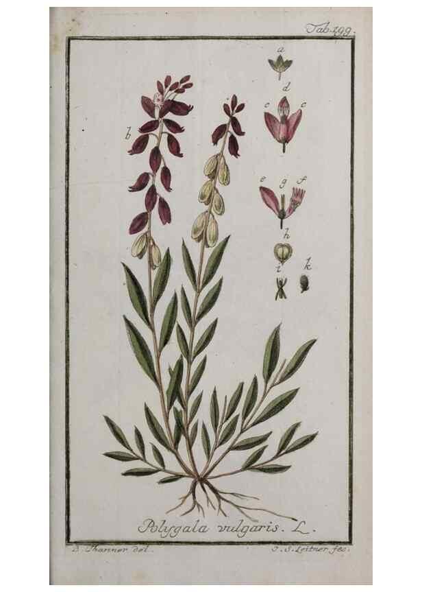 Reproducción/Reproduction 46455720644: Icones plantarum medicinalium.. Nürnberg :auf Kosten der Raspischen Buchhandlung,1779-1790. 