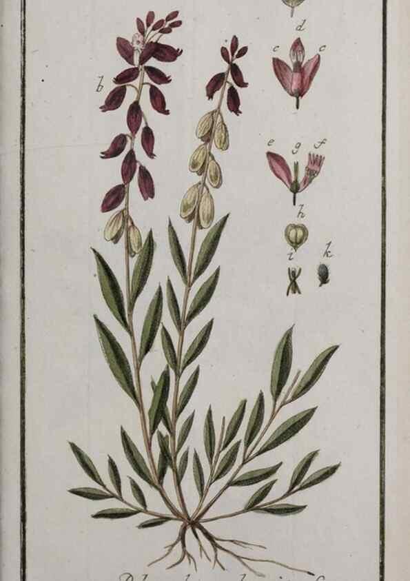 Reproducción/Reproduction 46455720644: Icones plantarum medicinalium.. Nürnberg :auf Kosten der Raspischen Buchhandlung,1779-1790. 