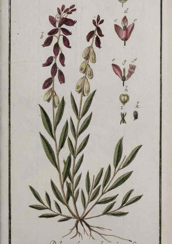Reproducción/Reproduction 46455720644: Icones plantarum medicinalium.. Nürnberg :auf Kosten der Raspischen Buchhandlung,1779-1790. 