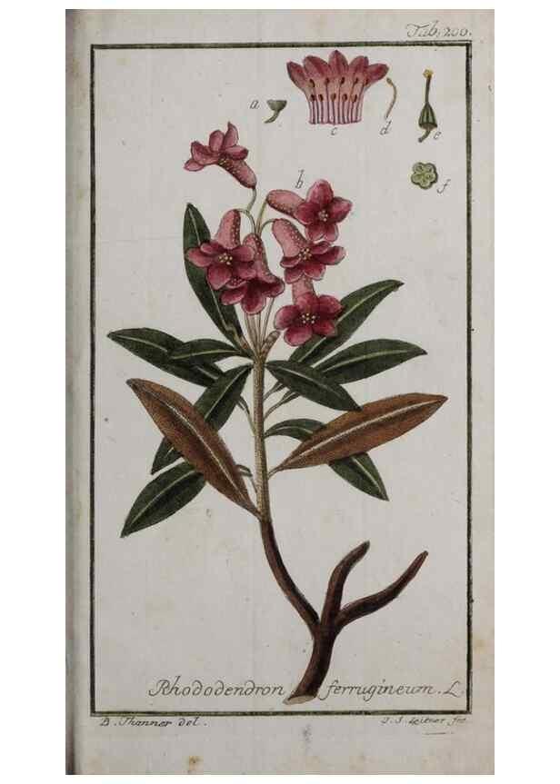 Reproducción/Reproduction 47127420922: Icones plantarum medicinalium.. Nürnberg :auf Kosten der Raspischen Buchhandlung,1779-1790. 