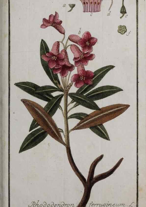 Reproducción/Reproduction 47127420922: Icones plantarum medicinalium.. Nürnberg :auf Kosten der Raspischen Buchhandlung,1779-1790. 