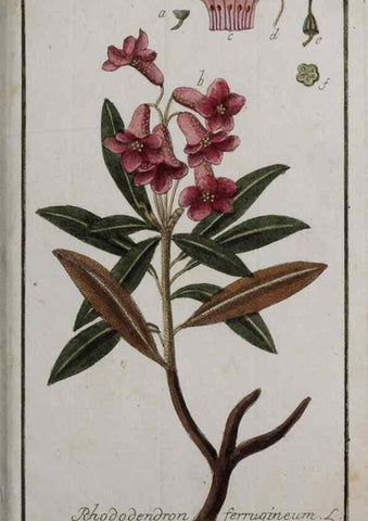 Reproducción/Reproduction 47127420922: Icones plantarum medicinalium.. Nürnberg :auf Kosten der Raspischen Buchhandlung,1779-1790. 