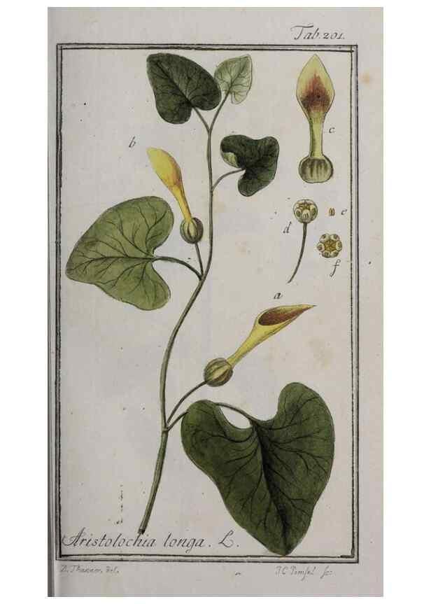 Reproducción/Reproduction 47179358011: Icones plantarum medicinalium.. Nürnberg :auf Kosten der Raspischen Buchhandlung,1779-1790. 