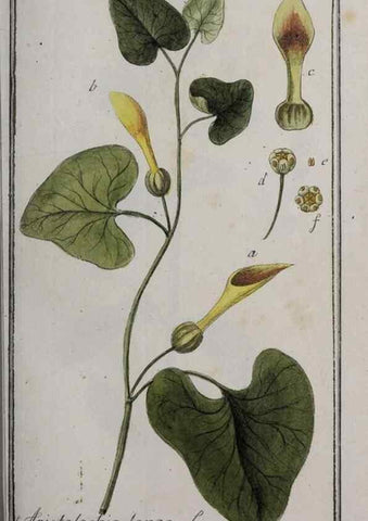 Reproducción/Reproduction 47179358011: Icones plantarum medicinalium.. Nürnberg :auf Kosten der Raspischen Buchhandlung,1779-1790. 