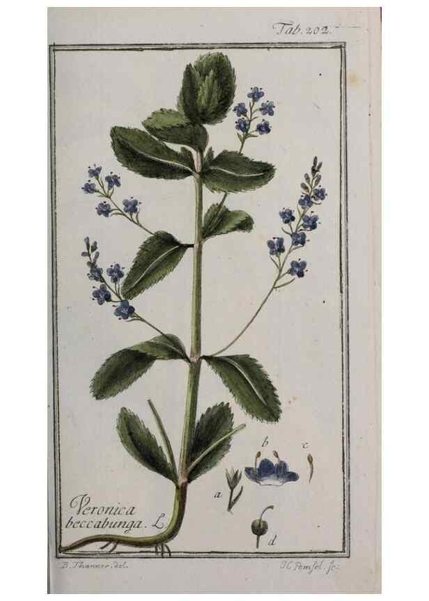 Reproducción/Reproduction 46265199455: Icones plantarum medicinalium.. Nürnberg :auf Kosten der Raspischen Buchhandlung,1779-1790. 