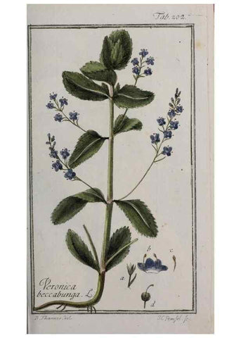 Reproducción/Reproduction 46265199455: Icones plantarum medicinalium.. Nürnberg :auf Kosten der Raspischen Buchhandlung,1779-1790. 
