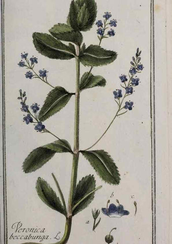 Reproducción/Reproduction 46265199455: Icones plantarum medicinalium.. Nürnberg :auf Kosten der Raspischen Buchhandlung,1779-1790. 