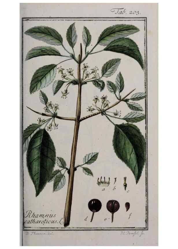 Reproducción/Reproduction 47127565182: Icones plantarum medicinalium.. Nürnberg :auf Kosten der Raspischen Buchhandlung,1779-1790. 