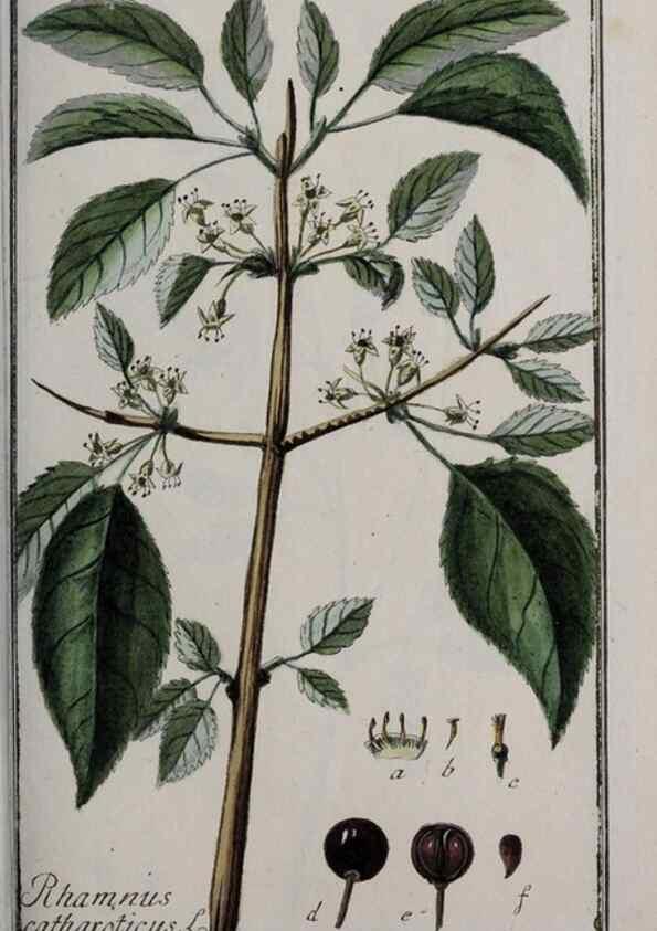 Reproducción/Reproduction 47127565182: Icones plantarum medicinalium.. Nürnberg :auf Kosten der Raspischen Buchhandlung,1779-1790. 