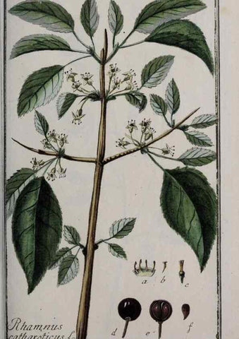 Reproducción/Reproduction 47127565182: Icones plantarum medicinalium.. Nürnberg :auf Kosten der Raspischen Buchhandlung,1779-1790. 