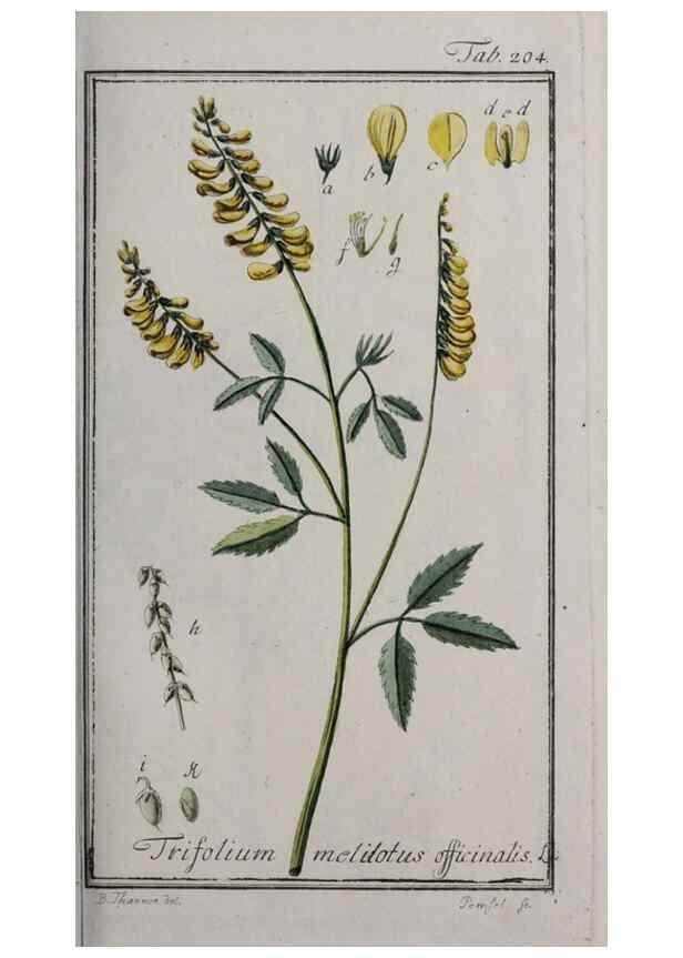 Reproducción/Reproduction 47179361861: Icones plantarum medicinalium.. Nürnberg :auf Kosten der Raspischen Buchhandlung,1779-1790. 