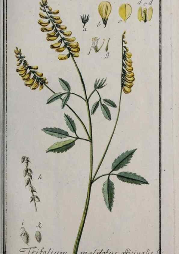 Reproducción/Reproduction 47179361861: Icones plantarum medicinalium.. Nürnberg :auf Kosten der Raspischen Buchhandlung,1779-1790. 