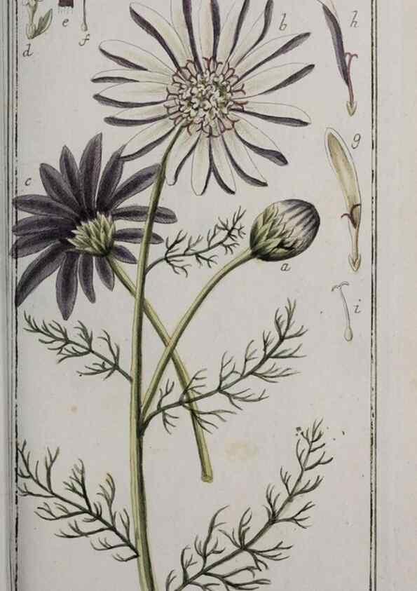 Reproducción/Reproduction 47179363121: Icones plantarum medicinalium.. Nürnberg :auf Kosten der Raspischen Buchhandlung,1779-1790. 