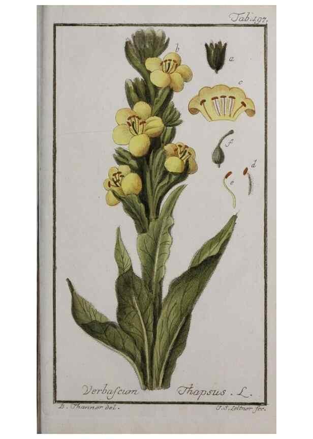 Reproducción/Reproduction 47179226041: Icones plantarum medicinalium.. Nürnberg :auf Kosten der Raspischen Buchhandlung,1779-1790. 