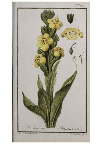 Reproducción/Reproduction 47179226041: Icones plantarum medicinalium.. Nürnberg :auf Kosten der Raspischen Buchhandlung,1779-1790. 