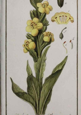Reproducción/Reproduction 47179226041: Icones plantarum medicinalium.. Nürnberg :auf Kosten der Raspischen Buchhandlung,1779-1790. 
