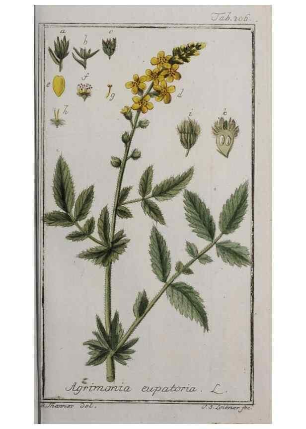 Reproducción/Reproduction 47179364211: Icones plantarum medicinalium.. Nürnberg :auf Kosten der Raspischen Buchhandlung,1779-1790. 