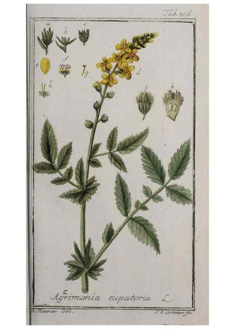 Reproducción/Reproduction 47179364211: Icones plantarum medicinalium.. Nürnberg :auf Kosten der Raspischen Buchhandlung,1779-1790. 