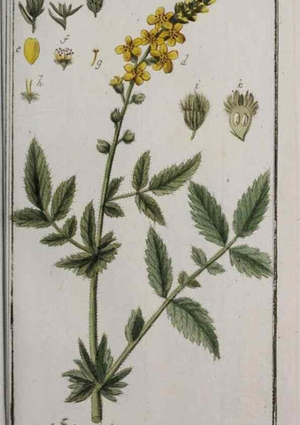Reproducción/Reproduction 47179364211: Icones plantarum medicinalium.. Nürnberg :auf Kosten der Raspischen Buchhandlung,1779-1790. 