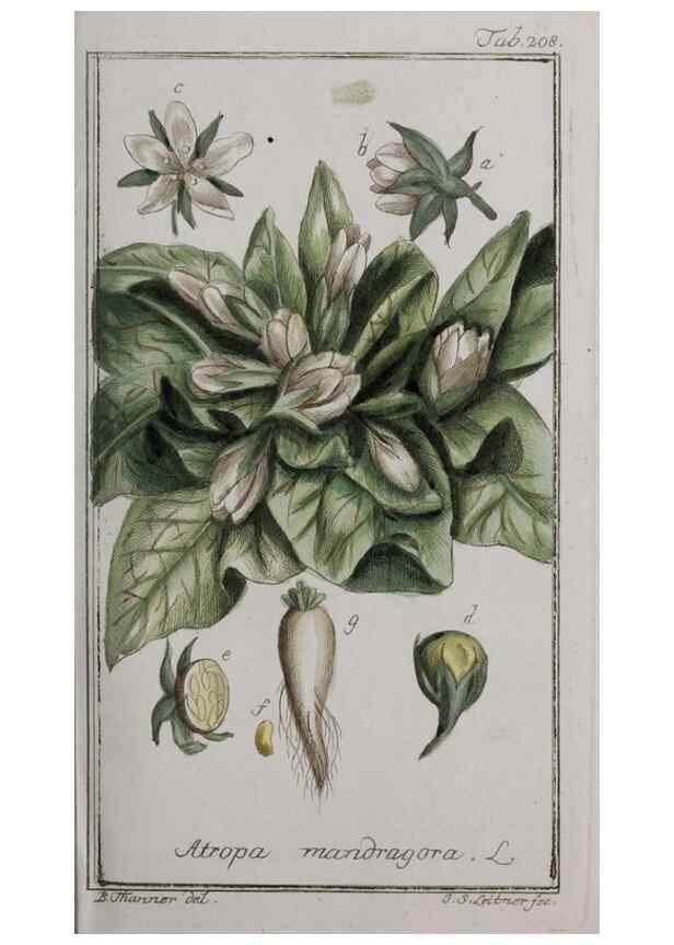 Reproducción/Reproduction 46265201045: Icones plantarum medicinalium.. Nürnberg :auf Kosten der Raspischen Buchhandlung,1779-1790. 