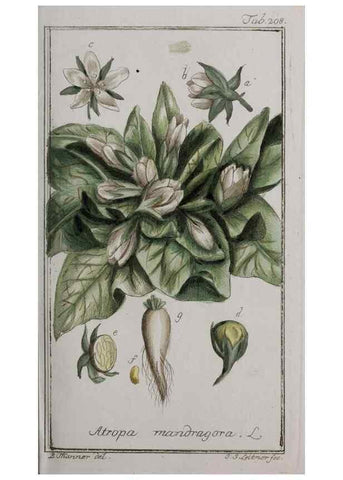 Reproducción/Reproduction 46265201045: Icones plantarum medicinalium.. Nürnberg :auf Kosten der Raspischen Buchhandlung,1779-1790. 