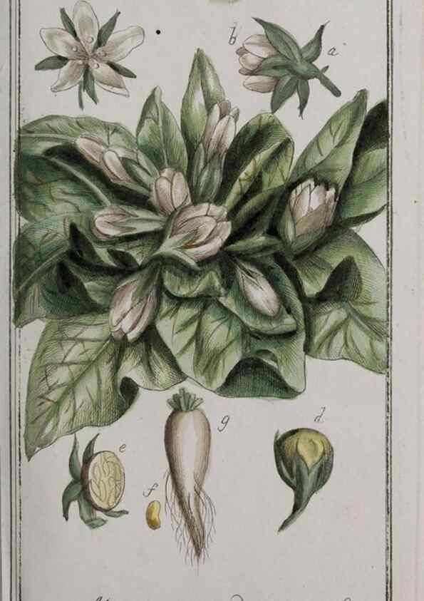 Reproducción/Reproduction 46265201045: Icones plantarum medicinalium.. Nürnberg :auf Kosten der Raspischen Buchhandlung,1779-1790. 