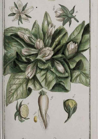 Reproducción/Reproduction 46265201045: Icones plantarum medicinalium.. Nürnberg :auf Kosten der Raspischen Buchhandlung,1779-1790. 