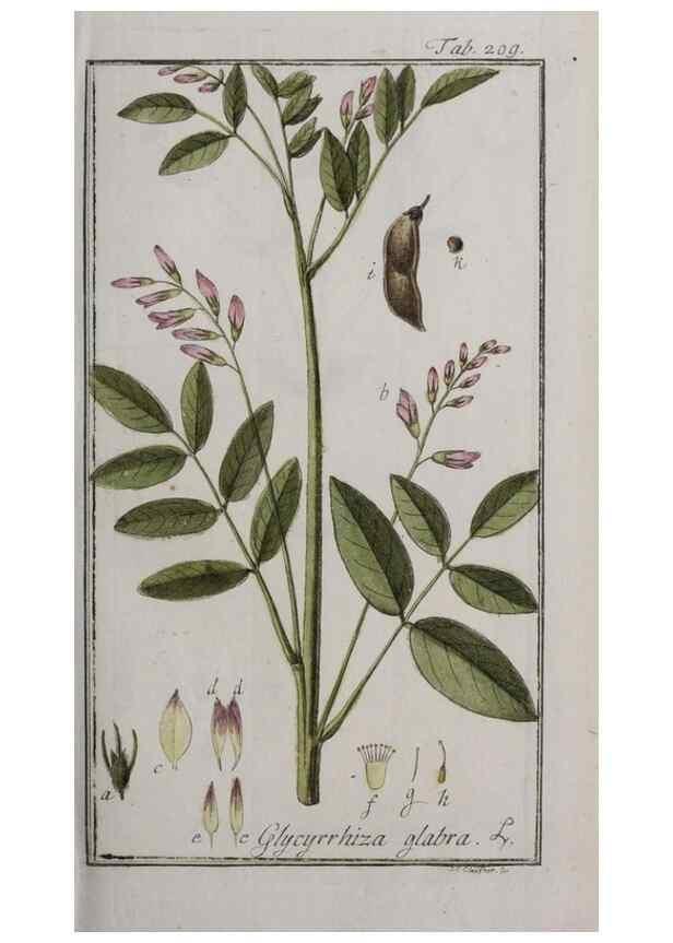 Reproducción/Reproduction 46455855824: Icones plantarum medicinalium.. Nürnberg :auf Kosten der Raspischen Buchhandlung,1779-1790. 