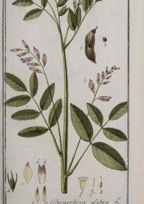 Reproducción/Reproduction 46455855824: Icones plantarum medicinalium.. Nürnberg :auf Kosten der Raspischen Buchhandlung,1779-1790. 