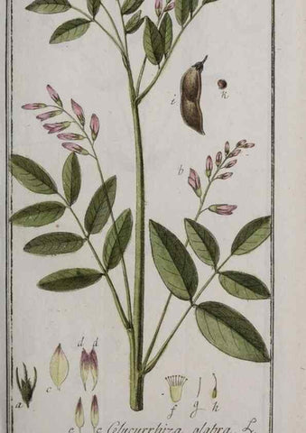 Reproducción/Reproduction 46455855824: Icones plantarum medicinalium.. Nürnberg :auf Kosten der Raspischen Buchhandlung,1779-1790. 
