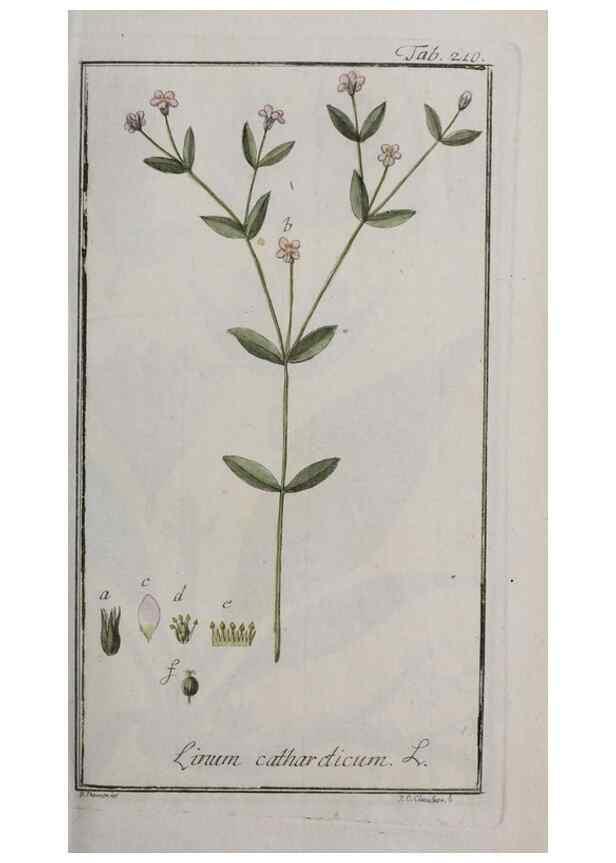 Reproducción/Reproduction 46455856704: Icones plantarum medicinalium.. Nürnberg :auf Kosten der Raspischen Buchhandlung,1779-1790. 