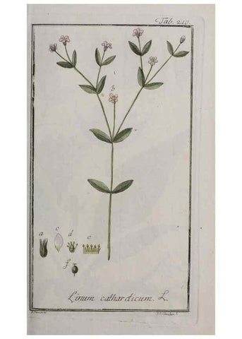 Reproducción/Reproduction 46455856704: Icones plantarum medicinalium.. Nürnberg :auf Kosten der Raspischen Buchhandlung,1779-1790. 