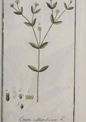 Reproducción/Reproduction 46455856704: Icones plantarum medicinalium.. Nürnberg :auf Kosten der Raspischen Buchhandlung,1779-1790. 