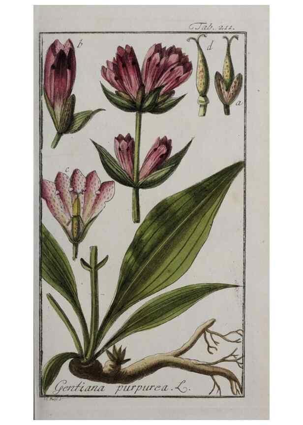 Reproducción/Reproduction 32237609867: Icones plantarum medicinalium.. Nürnberg :auf Kosten der Raspischen Buchhandlung,1779-1790. 