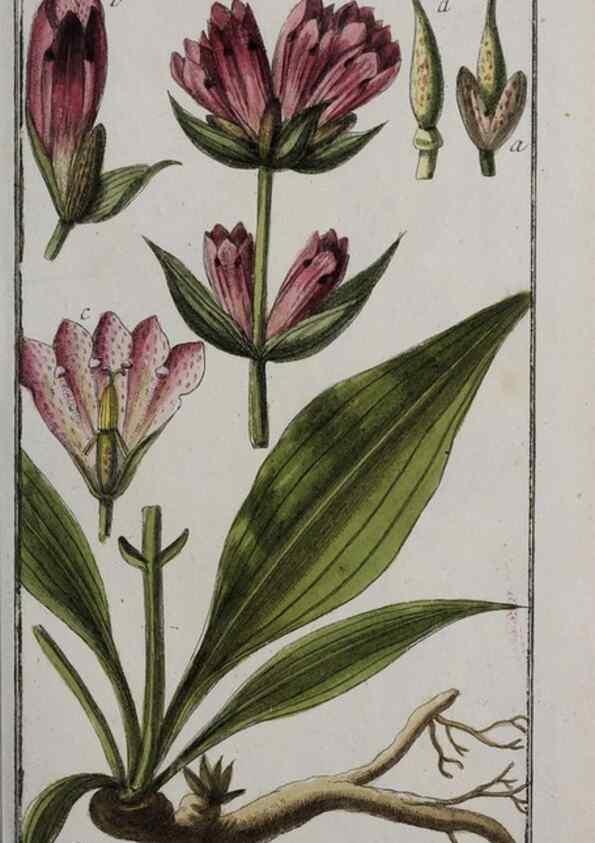 Reproducción/Reproduction 32237609867: Icones plantarum medicinalium.. Nürnberg :auf Kosten der Raspischen Buchhandlung,1779-1790. 