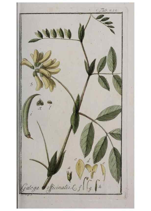 Reproducción/Reproduction 40214538443: Icones plantarum medicinalium.. Nürnberg :auf Kosten der Raspischen Buchhandlung,1779-1790. 