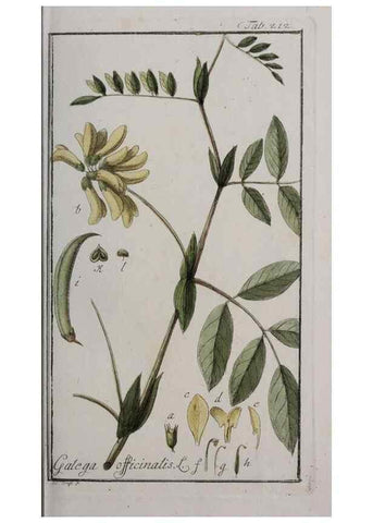 Reproducción/Reproduction 40214538443: Icones plantarum medicinalium.. Nürnberg :auf Kosten der Raspischen Buchhandlung,1779-1790. 