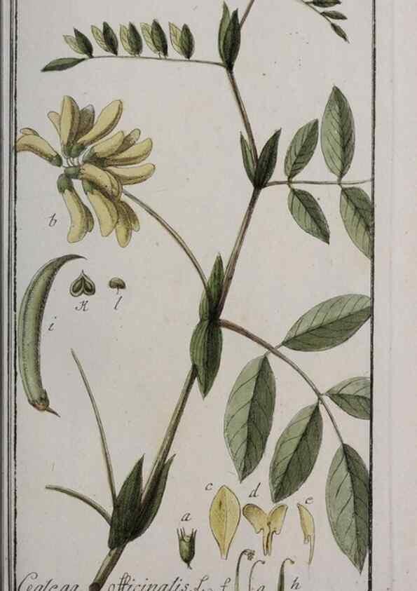 Reproducción/Reproduction 40214538443: Icones plantarum medicinalium.. Nürnberg :auf Kosten der Raspischen Buchhandlung,1779-1790. 