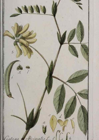 Reproducción/Reproduction 40214538443: Icones plantarum medicinalium.. Nürnberg :auf Kosten der Raspischen Buchhandlung,1779-1790. 