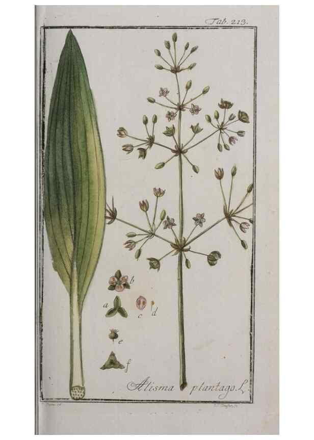 Reproducción/Reproduction 47179372531: Icones plantarum medicinalium.. Nürnberg :auf Kosten der Raspischen Buchhandlung,1779-1790. 