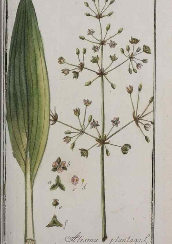 Reproducción/Reproduction 47179372531: Icones plantarum medicinalium.. Nürnberg :auf Kosten der Raspischen Buchhandlung,1779-1790. 