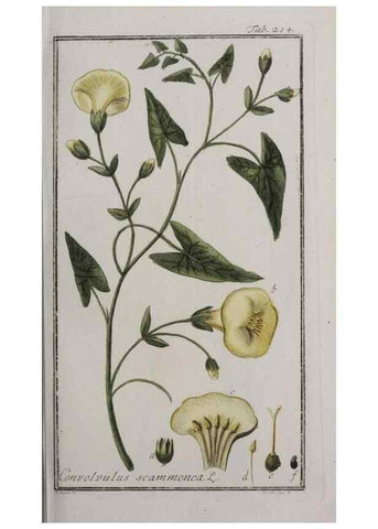 Reproducción/Reproduction 47179373781: Icones plantarum medicinalium.. Nürnberg :auf Kosten der Raspischen Buchhandlung,1779-1790. 